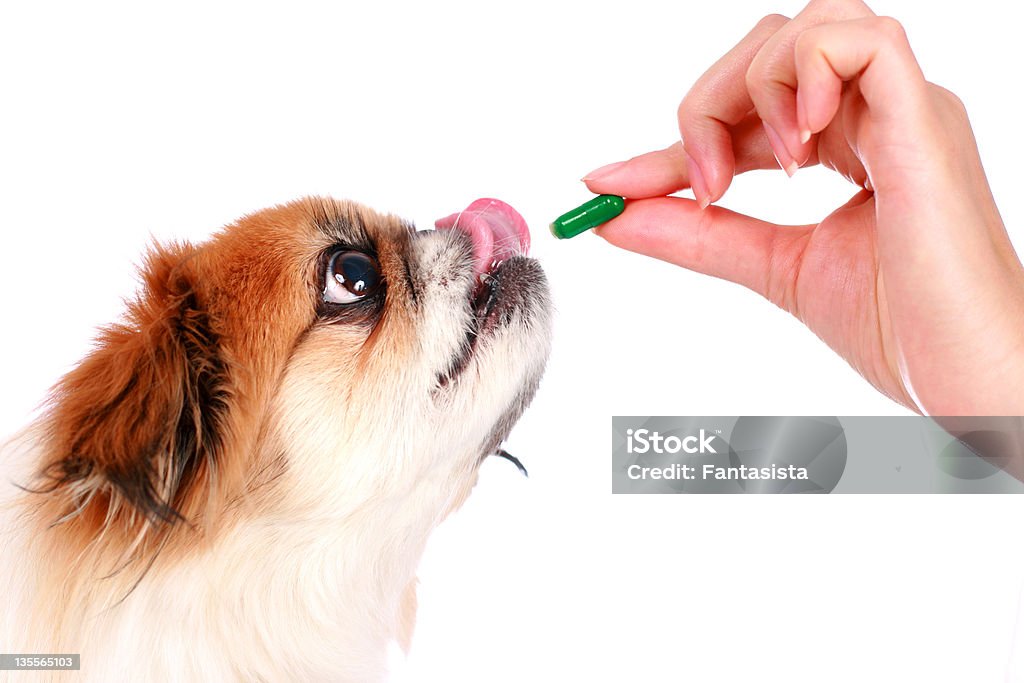 A woman veterinary giving a medicine to a sick dog Vet giving a pill to a dog. Dog Stock Photo