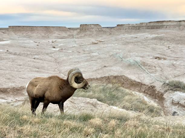 istock Bighorn Sheep at Badlands 1355651122