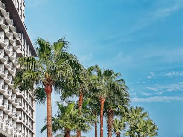 Low Angle View of Palm Trees Beside the Hotel Building Against Blue Sky