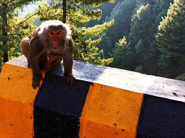 Baby monkey and mother looking at the camera. Nathia Gali Pakistan, Tourism and wildlife in Nathia Gali.