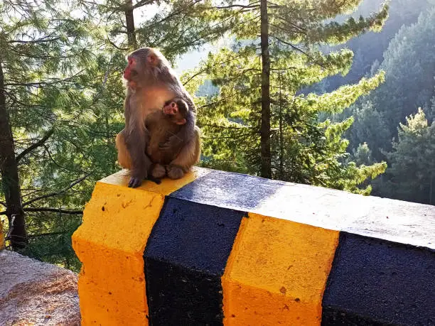Mother monkey with a baby sitting on the roadside safety barrier. Baby monkey and mom in Nathia Gali, Pakistan. Adorable monkey baby.