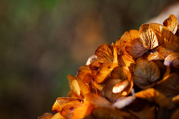 Luce di ripristino - foto stock