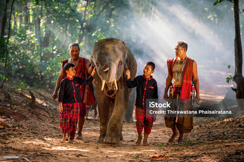 Mahout family and elephant herders in Thailand's elephant village Agricultural Field Stock Photo