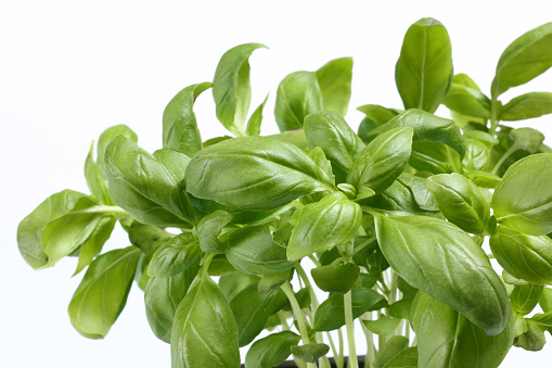 Basil Plant rich green foliage for herbs and sauce. High resolution image 45Mp using Canon EOS R5 and associate macro lens