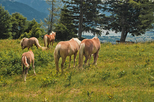 istock Horse portrait on Zwolferhorn 135565514