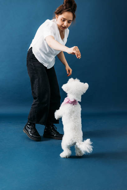 istock Young woman feeding her little fluffy dog and playing 1355657192