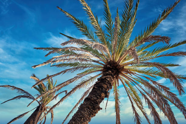 istock Low Angle Shot Of Palm Trees And Tropical Foliage 1355657783