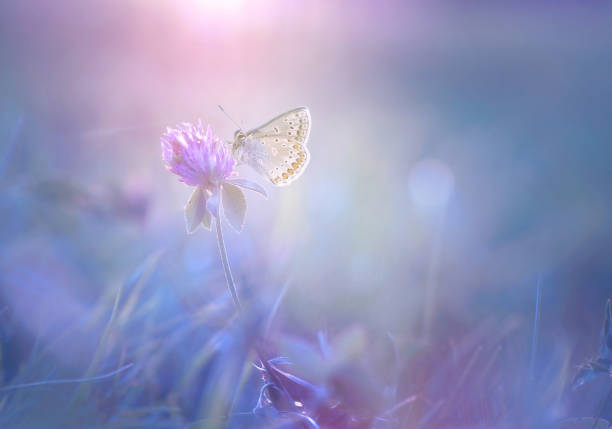 istock Gentle exquisite butterfly on a clover flower in spring or summer. 1355658652