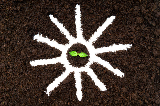 Seedling inside a sun symbol on the soil Baby plant inside a sun symbol drawn on the soil. Sun as the main source of energy. autotroph stock pictures, royalty-free photos & images