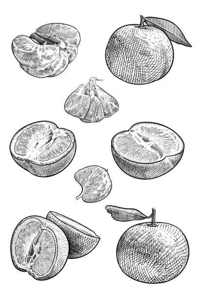 Vector illustration of Vector drawings of a tangerine
