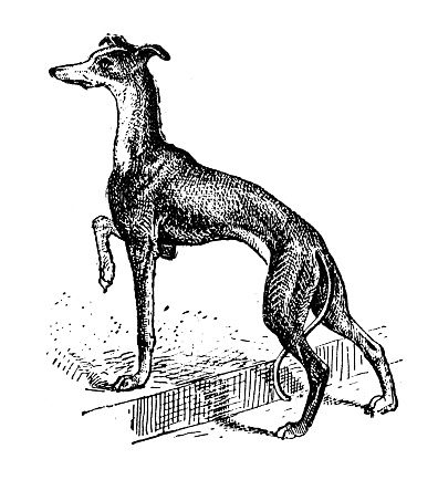 Antique illustration: Greyhound (female)