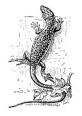 istock Antique illustration: Lizard 1355660457