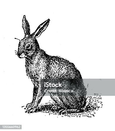 istock Antique illustration: Hare 1355660962