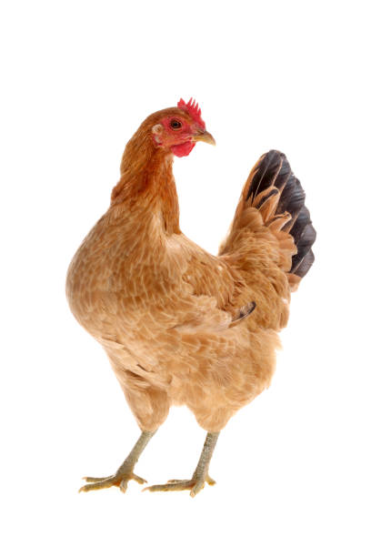 portrait of a hen on white background