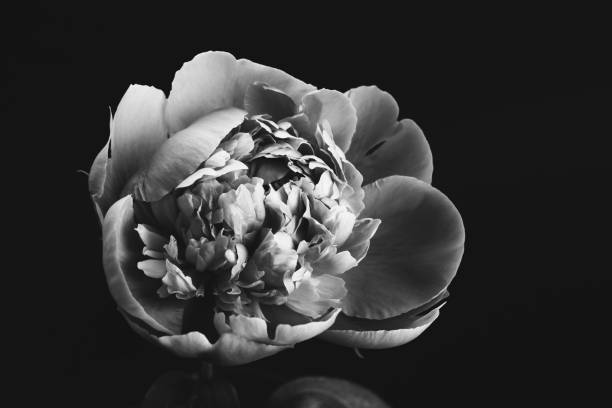 istock Peony closeup. Black and white photo 1355665672