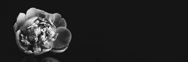 istock Peony closeup. Black and white photo banner 1355665734