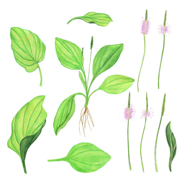 Set of Plantain plant and elements isolated on white background. Watercolor hand drawing illustration. Green leaf, flower ear, plant with root. Set of Plantain plant and elements isolated on white background. Watercolor hand drawing illustration. Green leaf, flower ear, plant with root. hosta plants pics stock illustrations