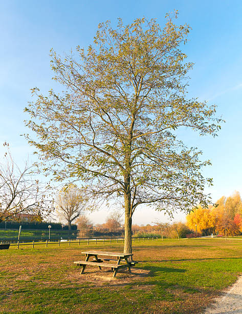 istock Autumn in a Public Garden 135566679