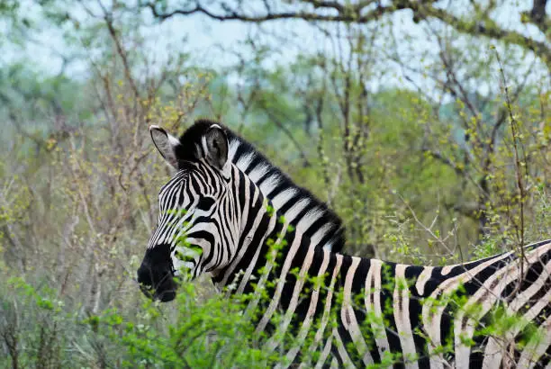 Plains Zebra, Hippotigris, African equines quagga with distinctive black and white striped coats