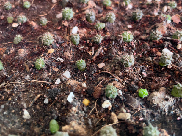 istock A young cactus planting in a potted plant. 1355668261