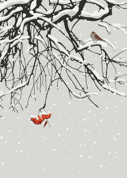 winter landscape with snow-covered rowan and bird Snowy vector illustration with snow-covered branches and a red bunch of mountain ash and a small frozen sparrow on a gray sky background. Beautiful winter landscape wintry landscape january december landscape stock illustrations