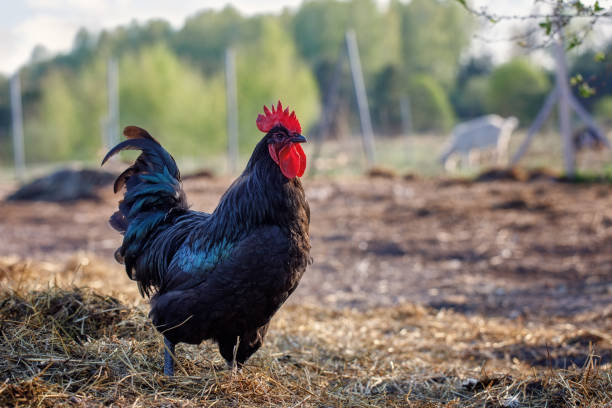 istock A black cock australorp (Gallus gallus) proudly walks in the yard 1355668689
