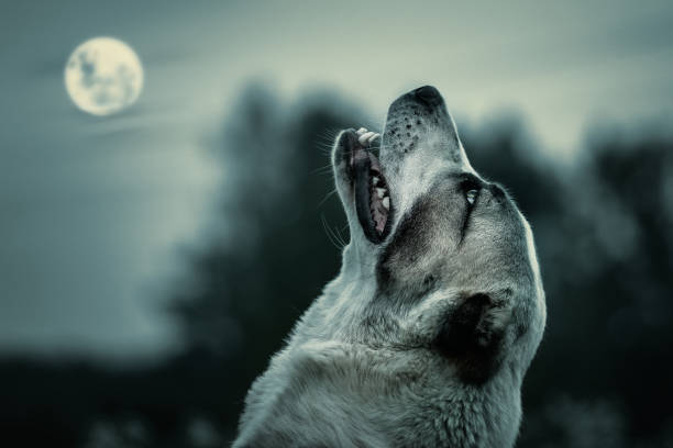 Wolf howling at night in the moonlight stock photo