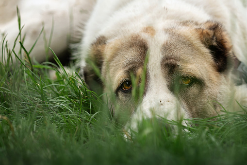 Dreamy Asian Shepherd dog lie on the green grass and looking at us