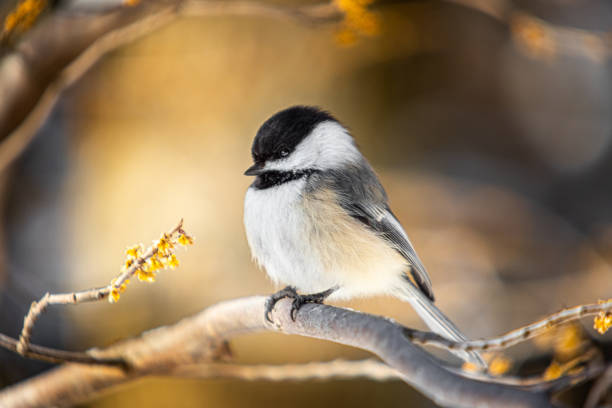 istock Black-headed, (Poecile atricapillus), Black-capped chickadee, Carbonero Cabecinegro. 1355668803