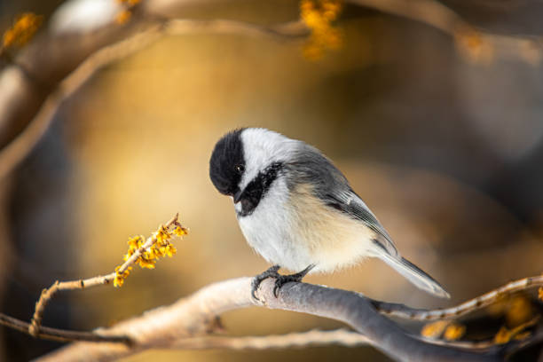 istock Black-headed, (Poecile atricapillus), Black-capped chickadee, Carbonero Cabecinegro. 1355668819