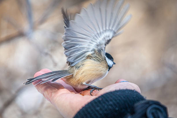 istock Black-headed, (Poecile atricapillus), Black-capped chickadee on human hand, Carbonero Cabecinegro. 1355668914