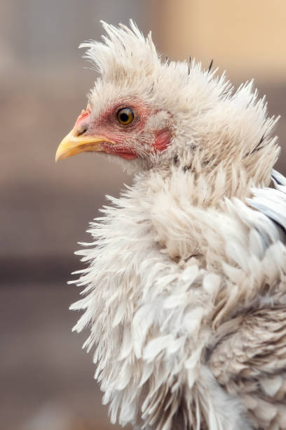 istock White fluffy feathers, tufted hen in profile. Vertical photo 1355668956