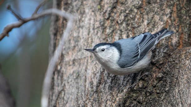 A pretty white-breasted nuthatch in the Laurentian forest.