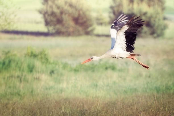 istock A white Lithuanian stork rising to flight 1355668997