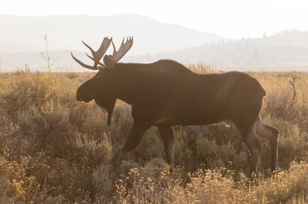 istock Bull Moose in Wyoming in Autumn 1355669006