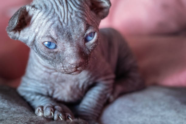 istock A portrait of a very small gray sphinx kitten 1355669029
