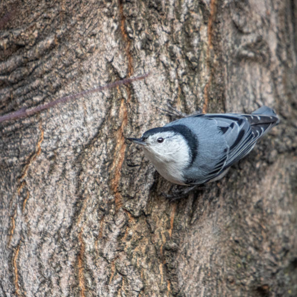 istock White-breasted sitelle, (Sitta carolinensis). White-breasted nuthatch, Trepador Pechiblanco. 1355669606