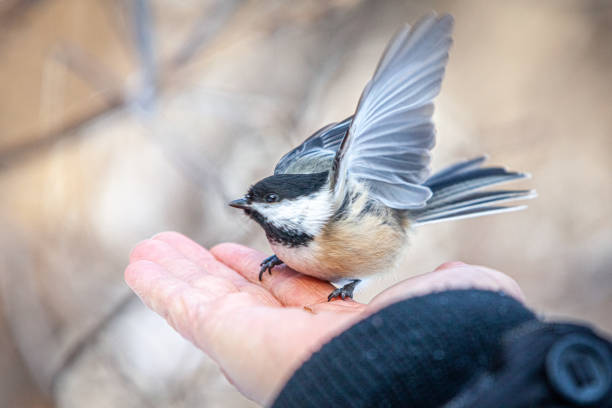 istock Black-capped, (Poecile atricapillus), Black-capped Black-headed, (Poecile atricapillus), Black-capped chickadee on human hand, Carbonero Cabecinegro., Carbonero Cabecinegro. 1355669638