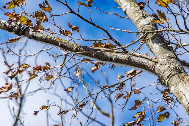 Tree branches with hoarfrost on the mountain Tree branches with hoarfrost on the mountain mt akagi stock pictures, royalty-free photos & images