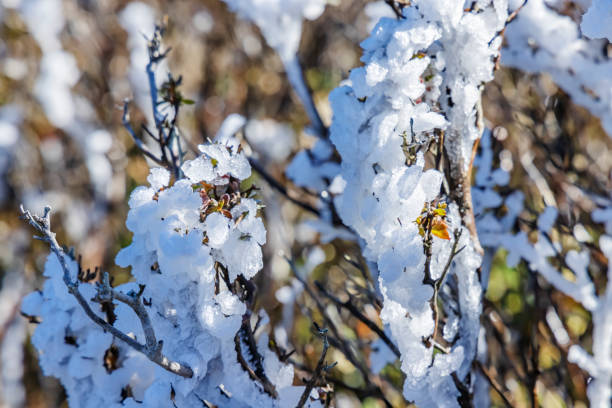 Tree branches with hoarfrost on the mountain Tree branches with hoarfrost on the mountain mt akagi stock pictures, royalty-free photos & images