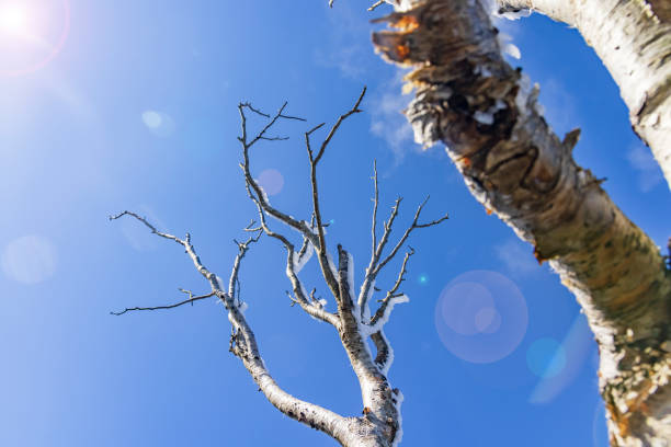 Tree branches with hoarfrost on the mountain Tree branches with hoarfrost on the mountain mt akagi stock pictures, royalty-free photos & images