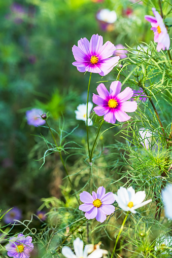 A cosmos flower face to sunrise in field