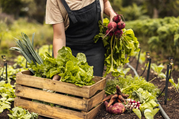 istock Female farmer gathering fresh vegetables on her farm 1355670270