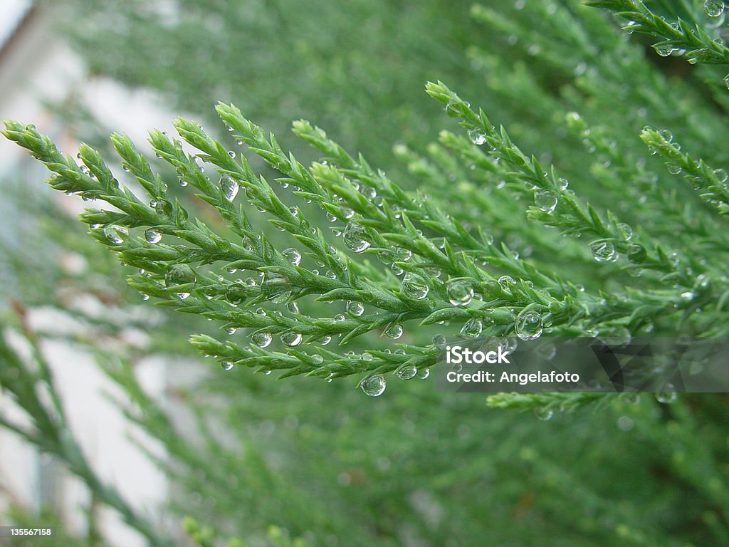 Gotas em folhas de Sequoia - Foto de stock de Califórnia royalty-free