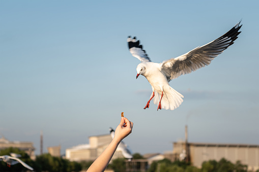 Action of feeding a food to seagull bird - Stop motion photo.