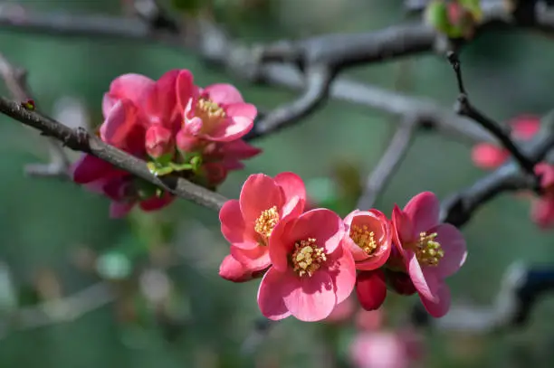Chaenomeles japonica japanese maules quince flowering shrub, beautiful pink flowers in bloom on springtime branches, ornamental bush