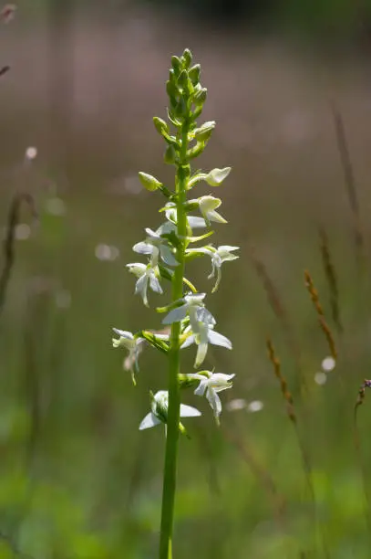 Platanthera bifolia white wild lesser butterfly-orchid flowers in bloom, beautiful meadow flowering orchids plants in green grass