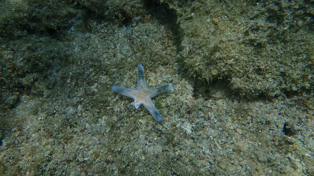 istock Dead sea star (Astropecten sp.) undersea, Aegean Sea 1355673015