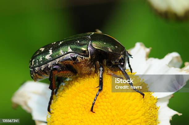 Common Rosenk228fer Cetonia Aurata Stock Photo - Download Image Now - Goliath Beetle, Cetonia Aurata, Daisy