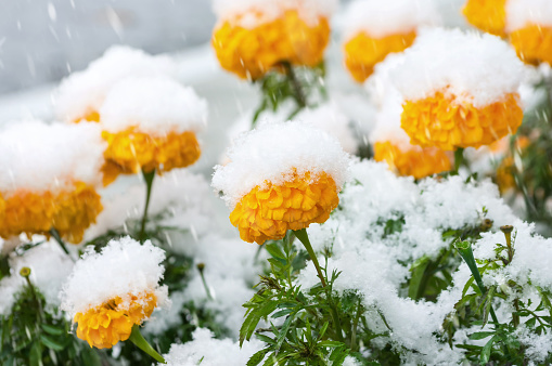 Yellow marigold flowers covered with first snow